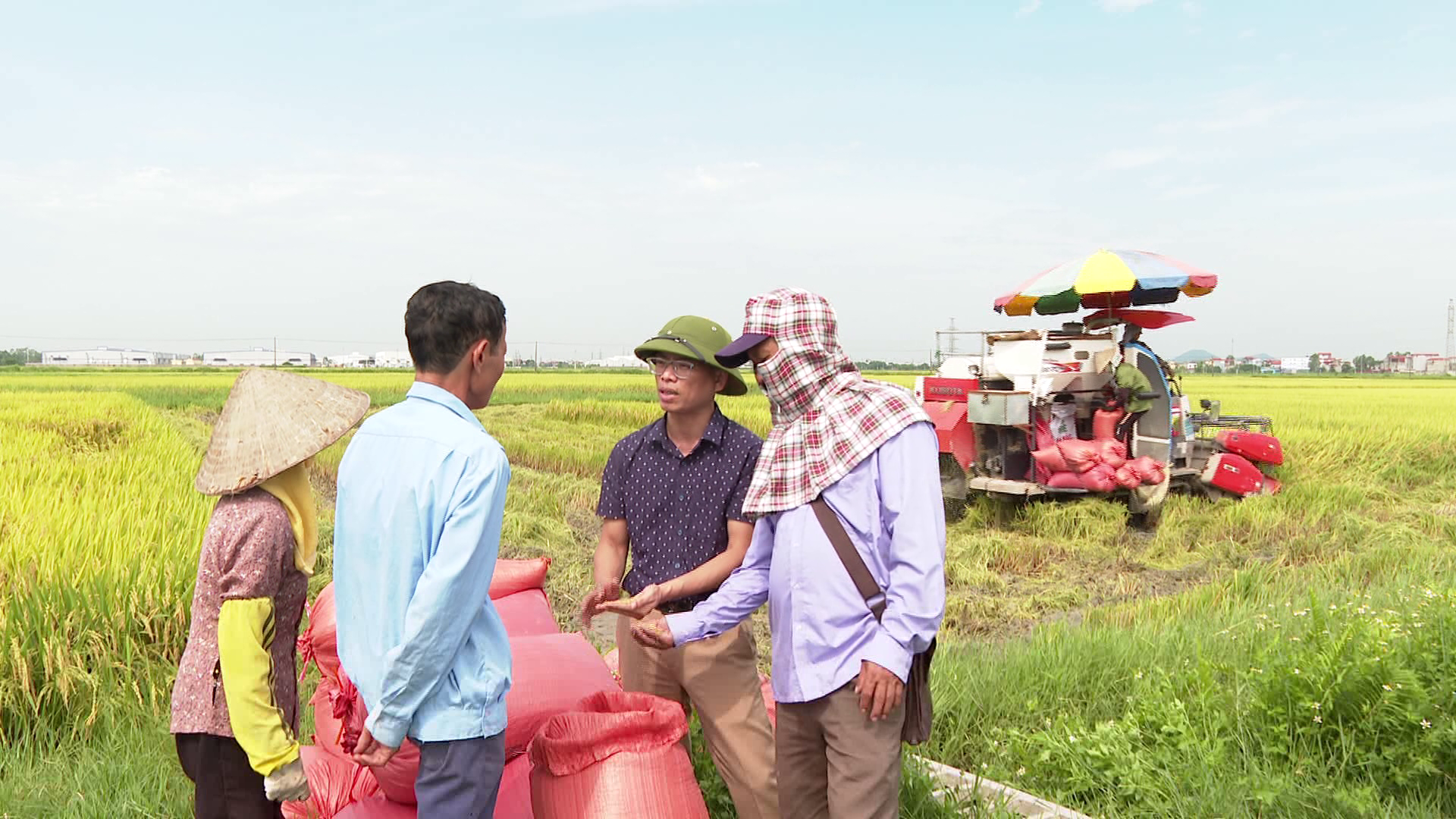 Toan_tinh_thu_hoach_duoc_70_dien_tich(1)